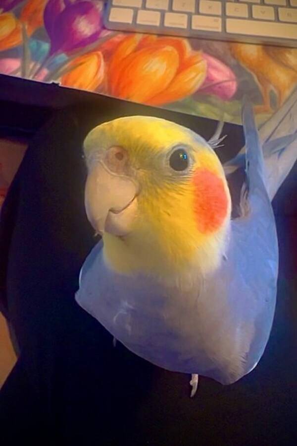 Annet - Nymfeparakitten Darwin Annet - Nymfeparakitten Darwin