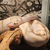 Kungspyton Kungspyton