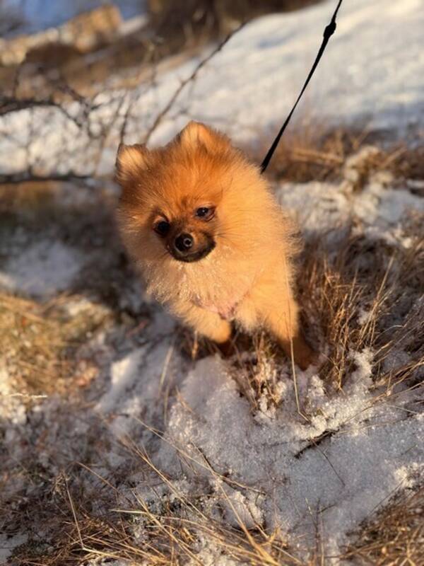 Hund - Pomeranian Hund - Pomeranian