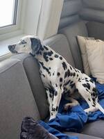 Dalmatiner  Dalmatiner