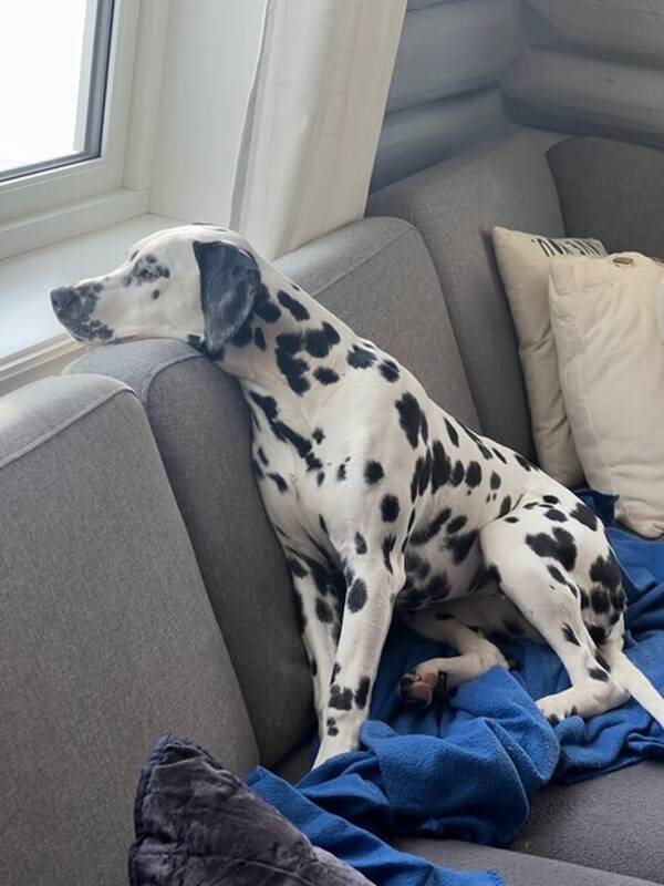 Hund - Dalmatiner  Hund - Dalmatiner