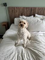 Cavapoo Frank Cavapoo Frank