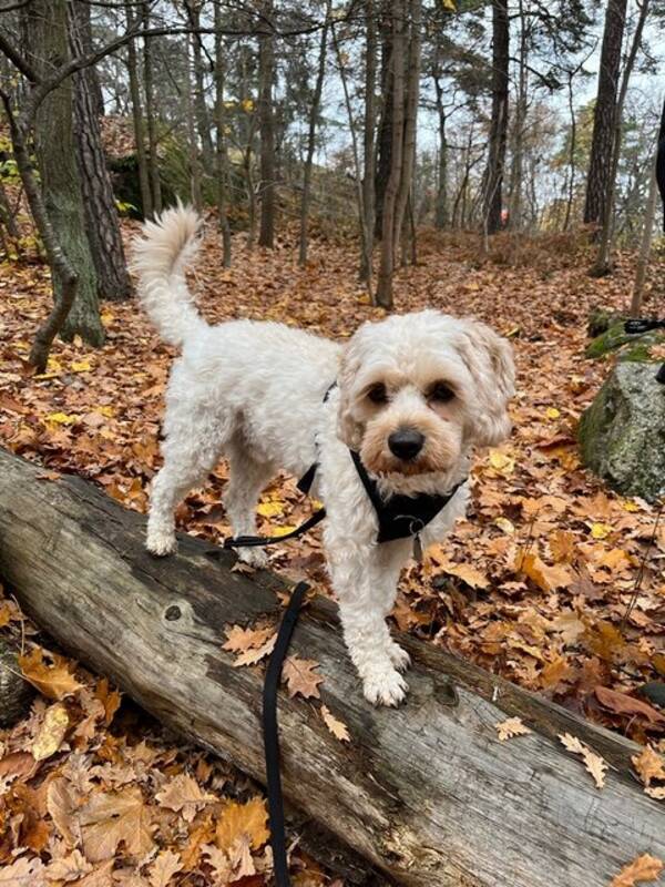 Hund - Cavapoo Frank