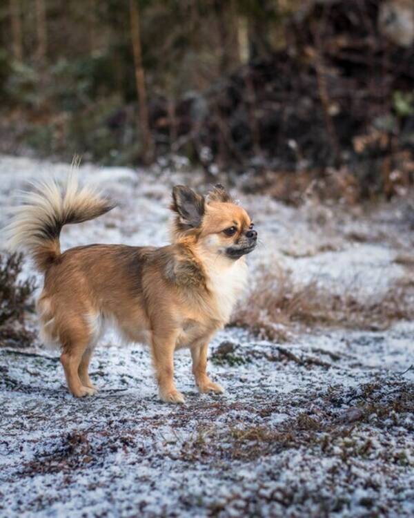 Hund - Chihuahuan Lovis