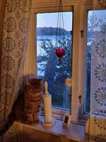 Balthazar, Brittisk korthår Balthazar, Brittisk korthår