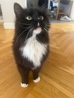 Katten lotus Katten lotus