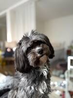 Blandras Louie Blandras Louie