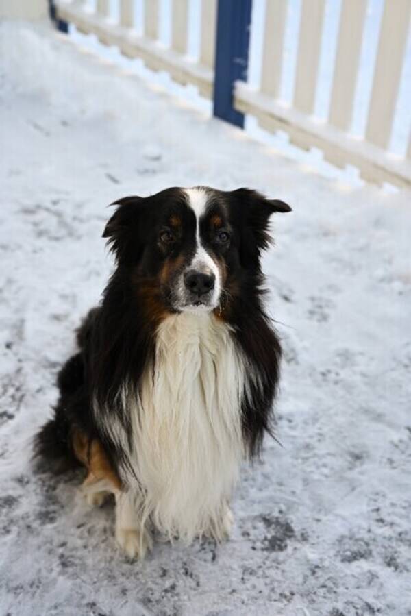 Hund - Australien Shepherd Milo