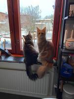 Maine coon och sibirisk Maine coon och sibirisk