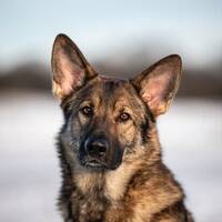 Schäfer Lizzy Schäfer Lizzy