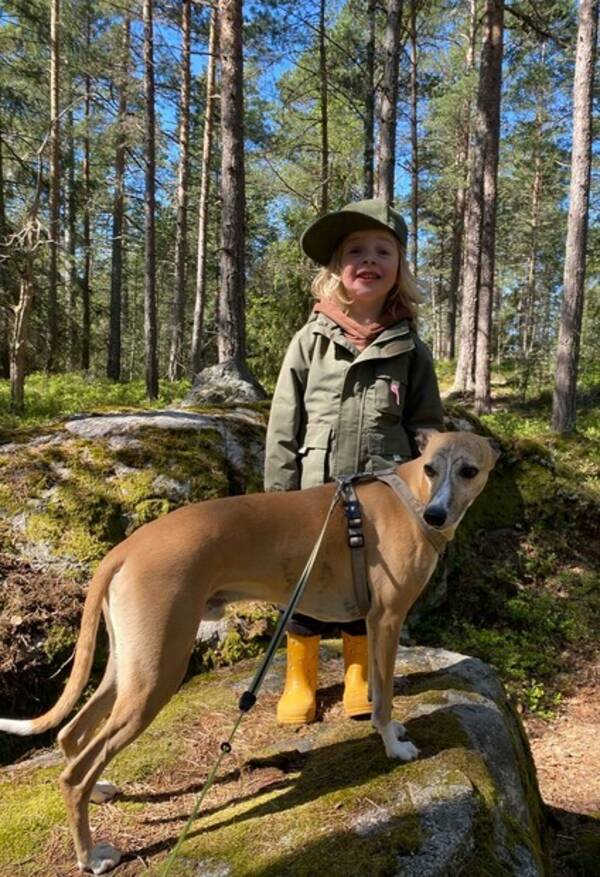 Hund - Elvin Whippet 