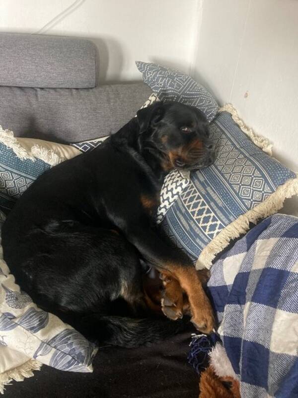 Hund - Rottweiler Amigo 