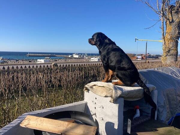 Hund - Rottweiler Amigo 