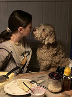 Labradoodle Labradoodle