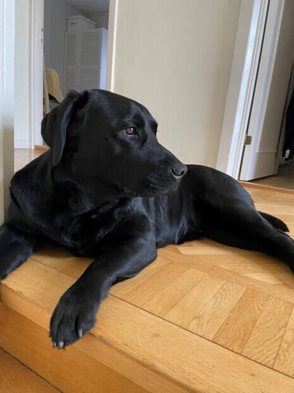 Hund - Labradoren Sascha Hund - Labradoren Sascha