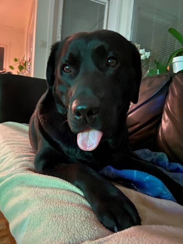 Hund - Labradoren Sascha Hund - Labradoren Sascha