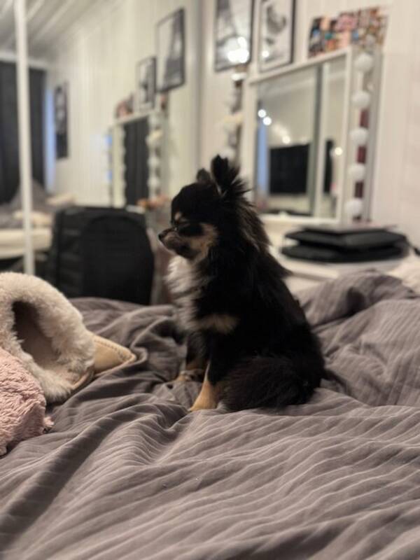 Hund - Pomchi Hund - Pomchi