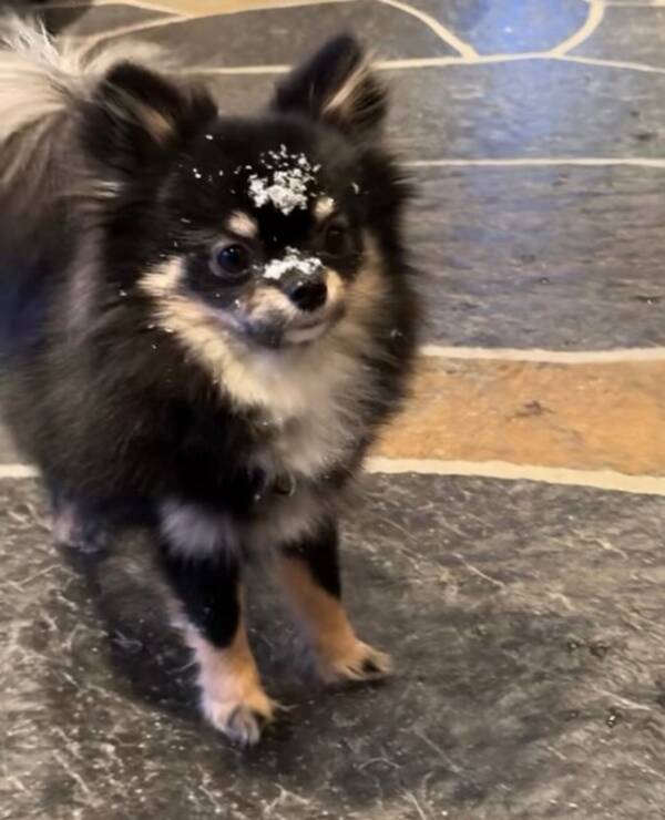 Hund - Pomchi Hund - Pomchi