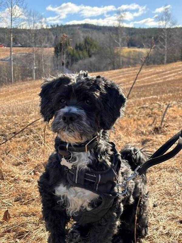 Hund - Theo  Hund - Theo