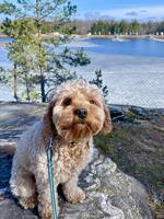 Puddelblanding cavapoo, Pluto Puddelblanding cavapoo, Pluto