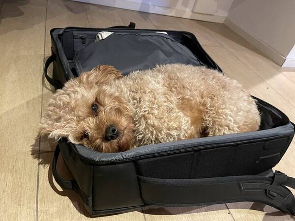 Hund - Puddelblanding cavapoo, Pluto