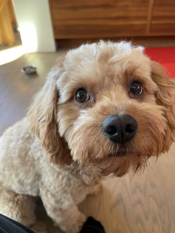 Hund - Puddelblanding cavapoo, Pluto Hund - Puddelblanding cavapoo, Pluto