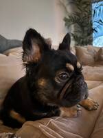 Långhårig Fransk Bulldog Långhårig Fransk Bulldog