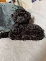 Milo the Chipoo Milo the Chipoo