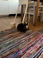 Kaninen Emmy Kaninen Emmy