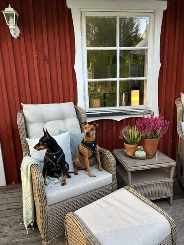 Hund - Två dvärgpinscher  Hund - Två dvärgpinscher
