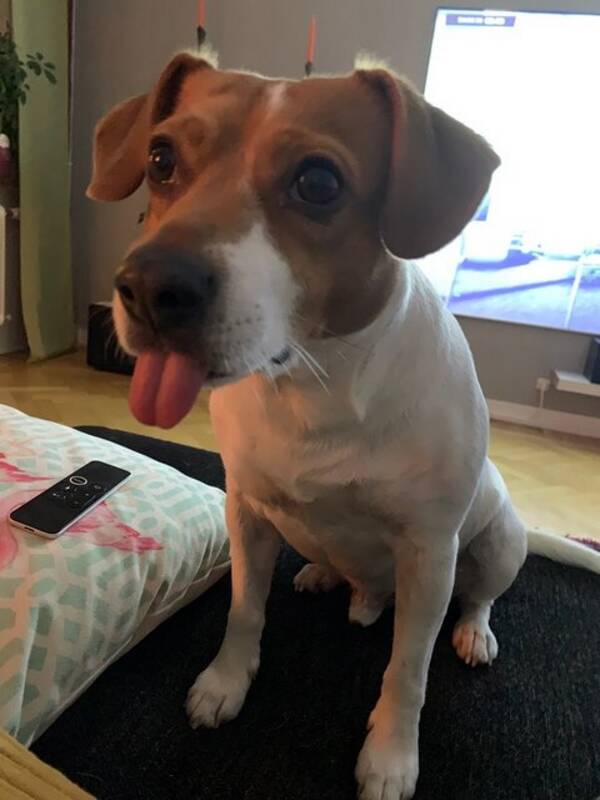 Hund - Lipton Hund - Lipton