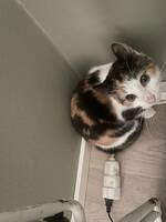 Kattungen Missy Elliot Kattungen Missy Elliot