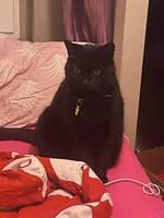 Katten Zora Katten Zora