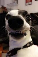 Whippeten Pia Whippeten Pia