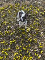 Fransk Bulldog Sacco Fransk Bulldog Sacco