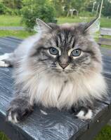 Katten Molly Katten Molly