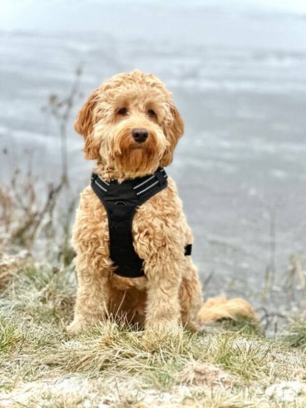 Hund - Hunden Brorsan, en tvrig cockerpoo