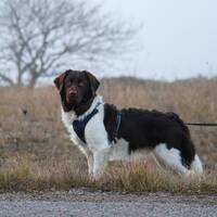 Musso, Stabijhoun Musso, Stabijhoun