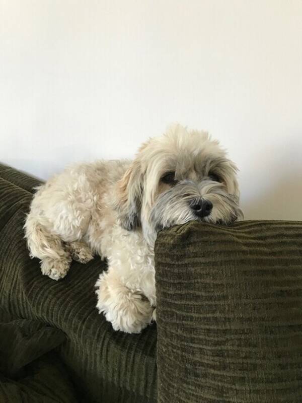 Hund - Bichon havanese