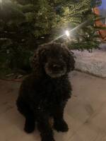 Pudeln Sussie Pudeln Sussie