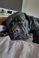 Chanel Corso Chanel Corso