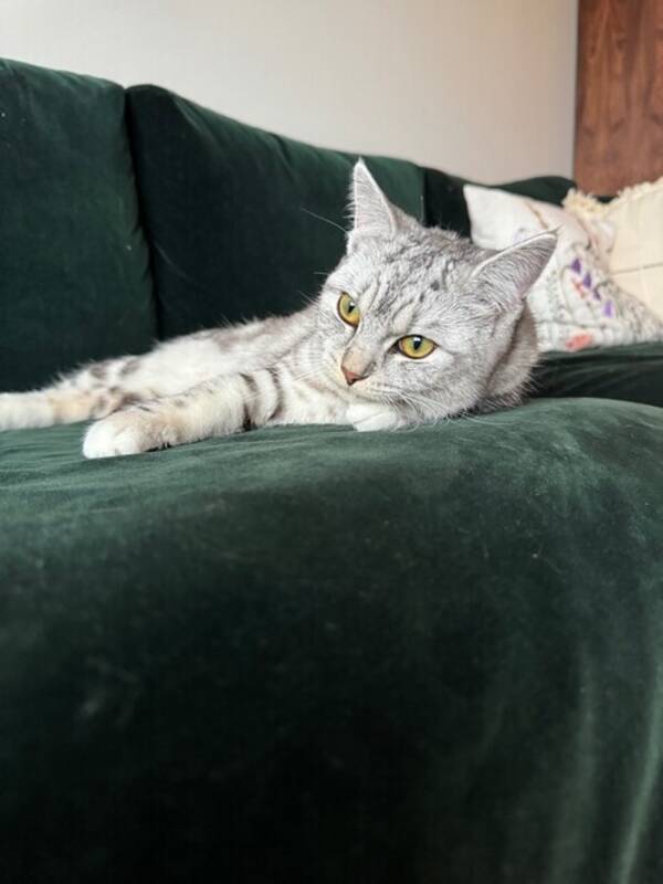 Katt - Nilo Katt - Nilo