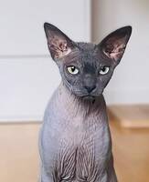 Spynx Grim Spynx Grim