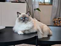 Ragdoll Lesslie