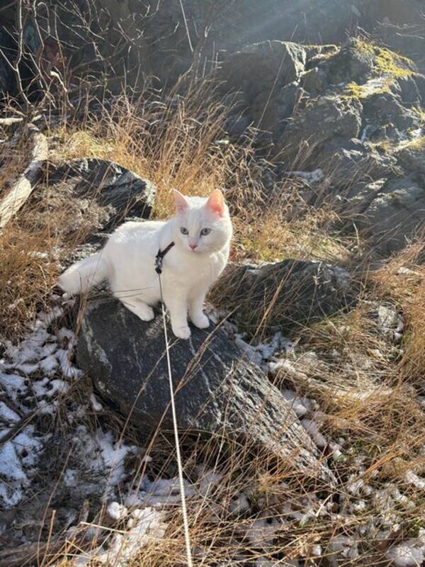 Katt - Katten Kola