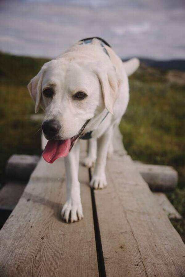 Hund - Riley - Labrador