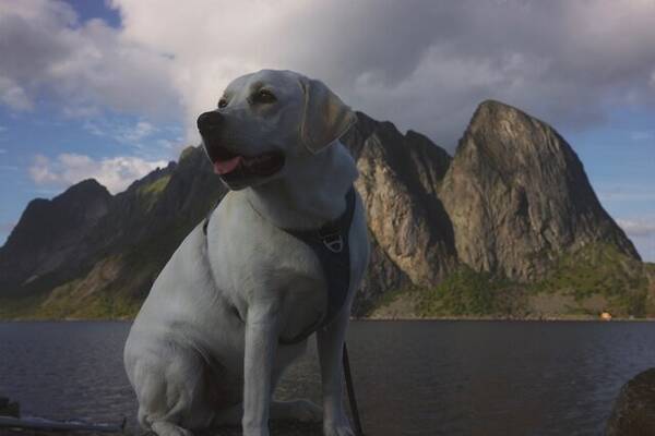 Hund - Riley - Labrador