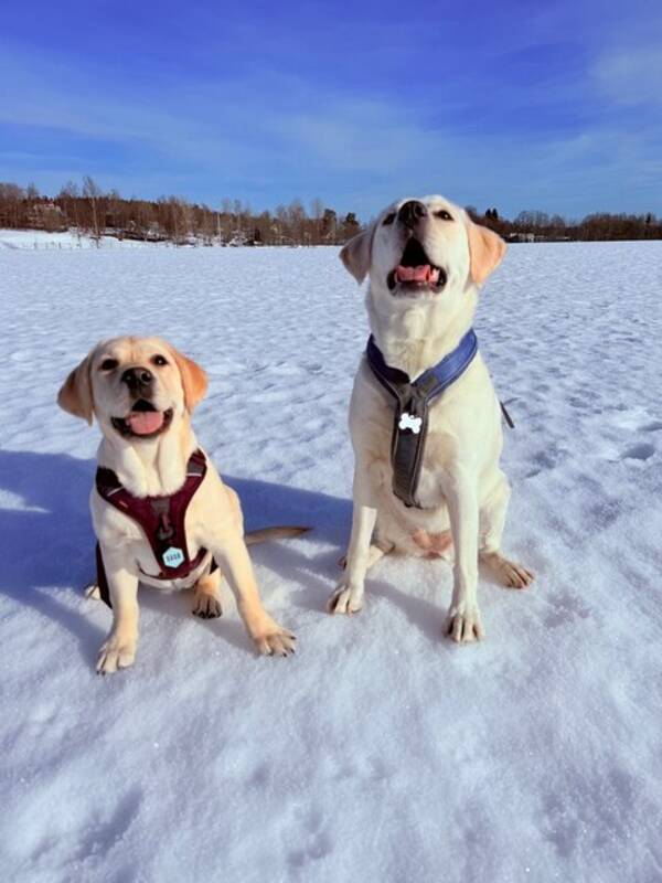 Hund - Riley - Labrador