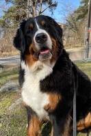 Terapihunden Lotta Terapihunden Lotta