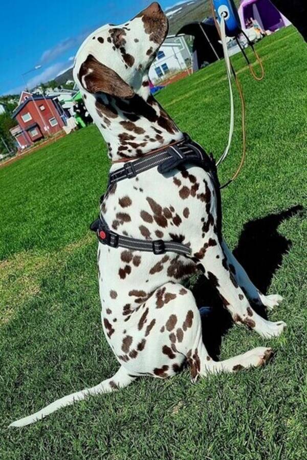 Hund - Dalmatiner tispe Hund - Dalmatiner tispe